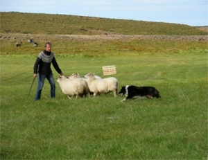 smalahundarbssl_371491701