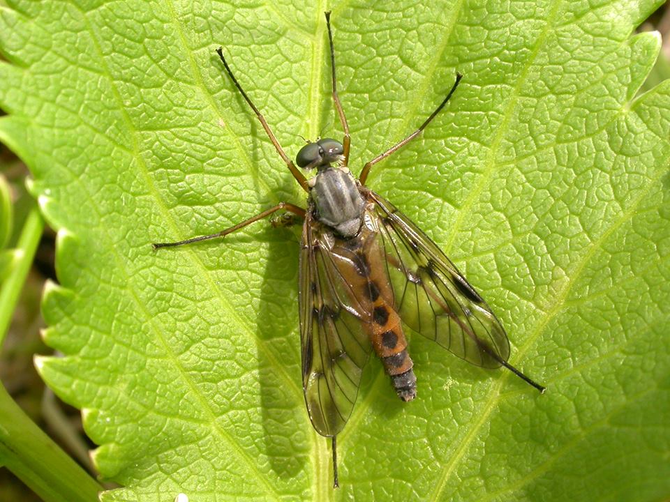 snipufluga_891474620