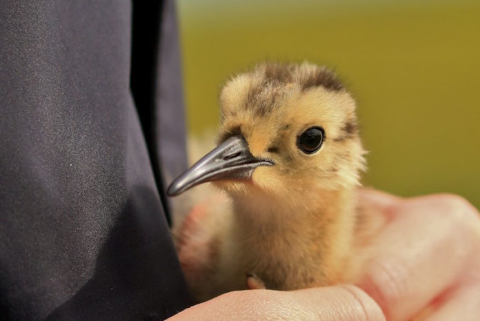 spoi_tomas_gretar_gunnarsson_262576704