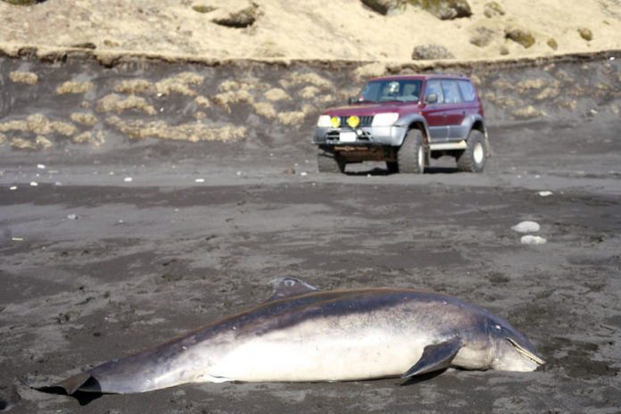 stokkull_020411je_382856444