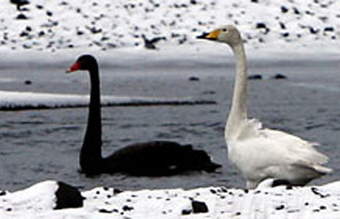 svartur_svanur_200311je_417998304