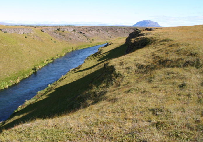 svinhagi_midbaer_143064080