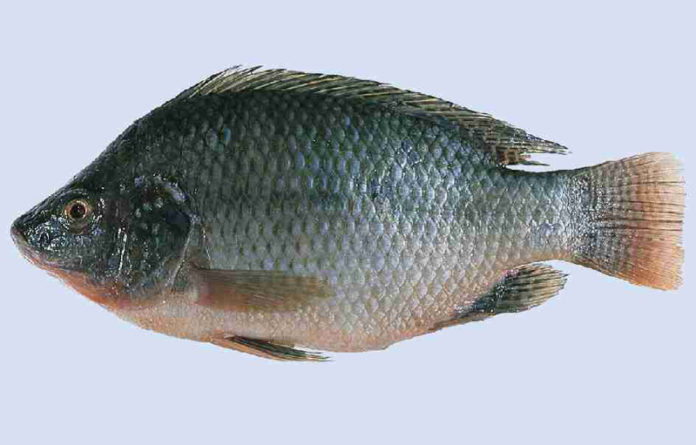 tilapia_301173236