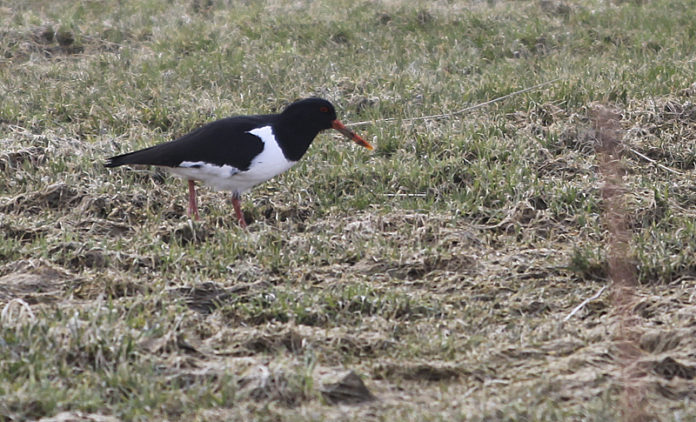 tjaldur020411gk_281883836