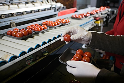 tomatar_geogreenhouse_306124597