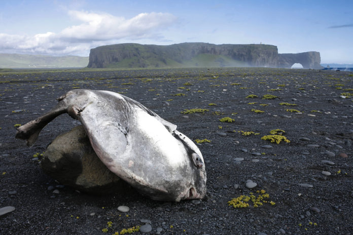 tunglfiskur_dyholaey2010jonas_581076061