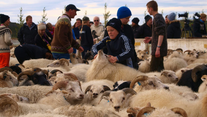 tungnarettir_322568959