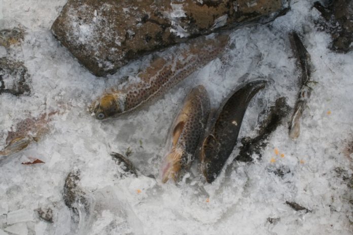 urridi100111mj_150441998