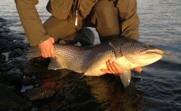 urridi_thingvalla_mai2011_516371005