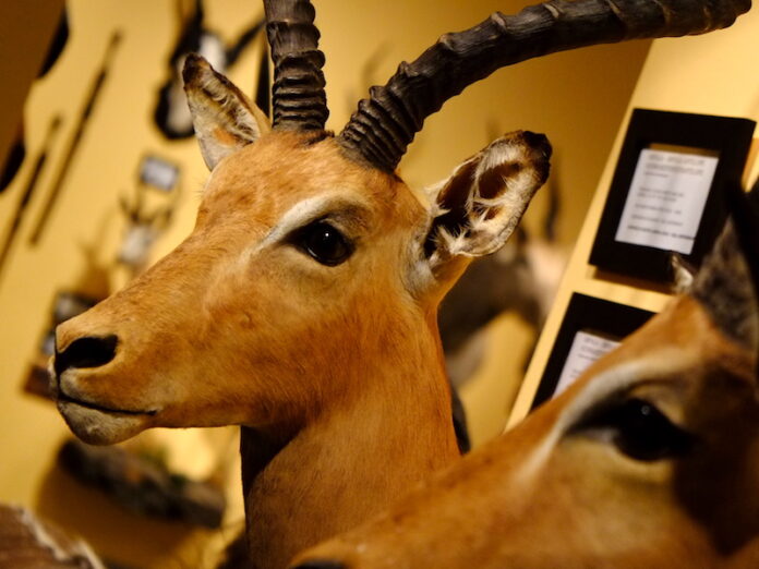 veidisafnid2017_161784670