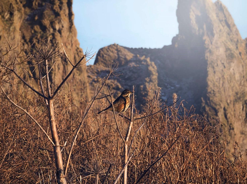 vorhatid_katla_117412949